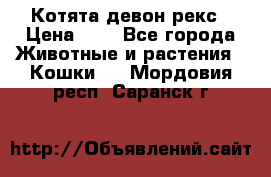 Котята девон рекс › Цена ­ 1 - Все города Животные и растения » Кошки   . Мордовия респ.,Саранск г.